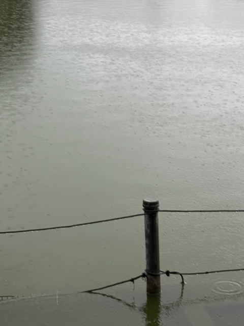 雨の不忍池の水面に広がる波紋。静かな上野の午後。