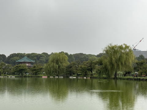 柳が揺れる雨の日の不忍池。上野の緑と水の静けさ。