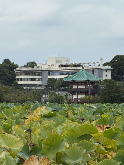 弁天堂とハスの葉が広がる不忍池の風景