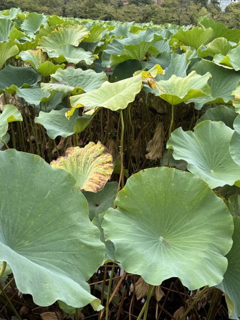 不忍池のハスの葉を近くで撮影した写真