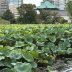 不忍池の蓮と弁天堂の風景