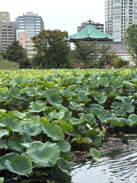 不忍池の蓮と弁天堂の風景