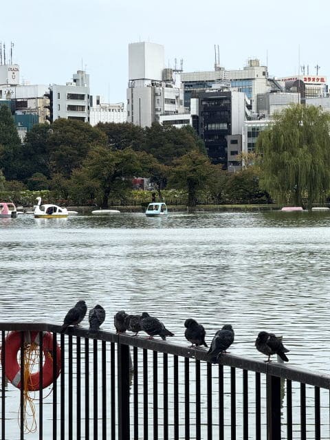 不忍池の手すりに並ぶハトたち。水面の向こうにビル群とボートが見える風景