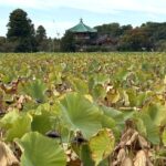 秋の不忍池。枯れ始めたハスの葉の向こうに弁天堂が見える。