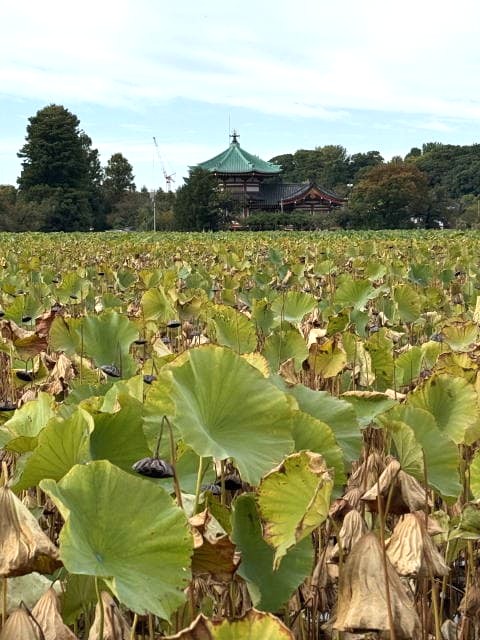 秋の不忍池。枯れ始めたハスの葉の向こうに見える弁天堂。