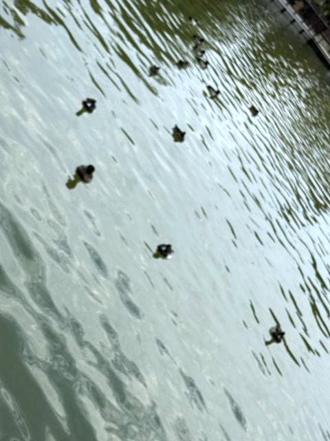 不忍池の水面をゆったり泳ぐカモの群れ(野鳥)