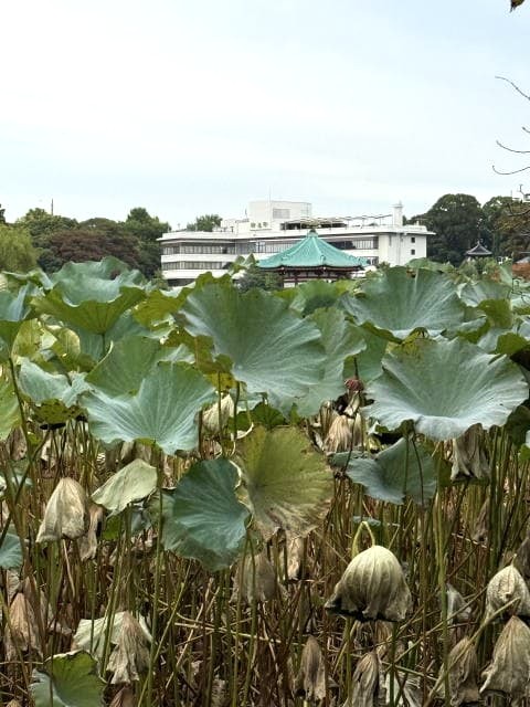 不忍池の蓮の葉と弁天堂の風景