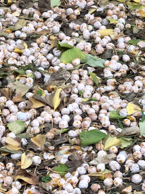 地面に落ちたたくさんの銀杏とイチョウの葉