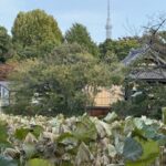 不忍池の蓮の向こうに見えるスカイツリー