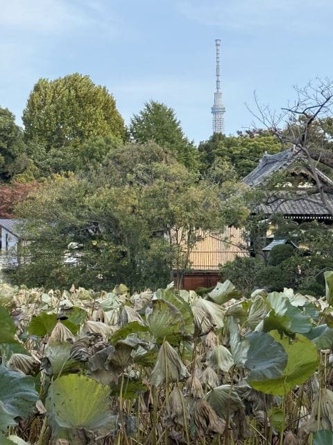 蓮の葉の向こうに見えるスカイツリー