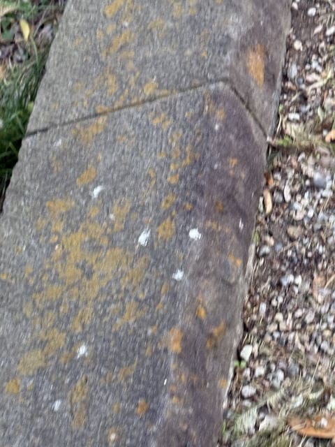 不忍池の縁石のクローズアップ